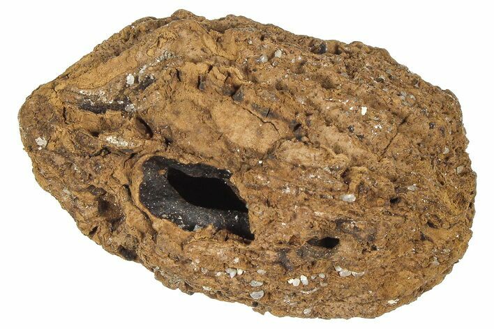 Pliocene Fossil Hickory Tree (Carya) Nut - France #365391